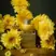 L'Occitane Immortelle Divine Eye Balm
