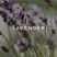 Goldfield & Banks PURPLE SUEDE Perfume 100ml