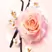 Lancôme Idôle Nectar EDP 100ml