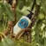 L'Occitane Shea Butter Body Lotion 250ml