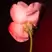 BDK Parfum Tabac Rose EDP 10ml