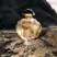 Rabanne Olympea Solar EDP Intense 80mL