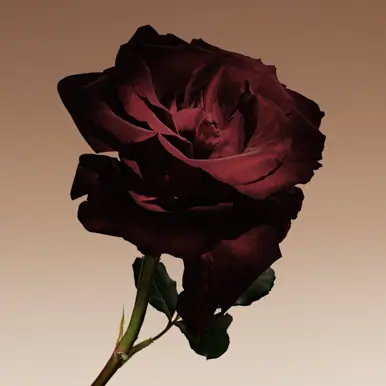 Giorgio Armani Armani Privé Cuir Nu Eau De Parfum 100ml