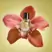 Glasshouse Fragrances 30ml EDP - Tuberose Immortelle